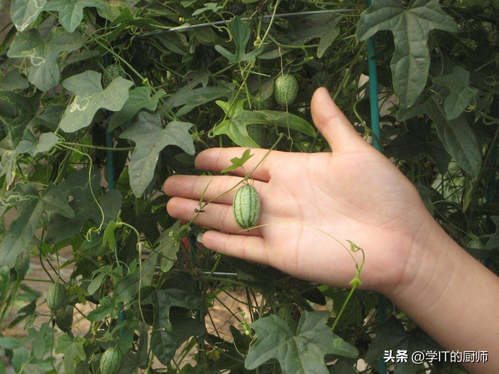 西瓜种植创业项目计划书,拇指西瓜种植创业