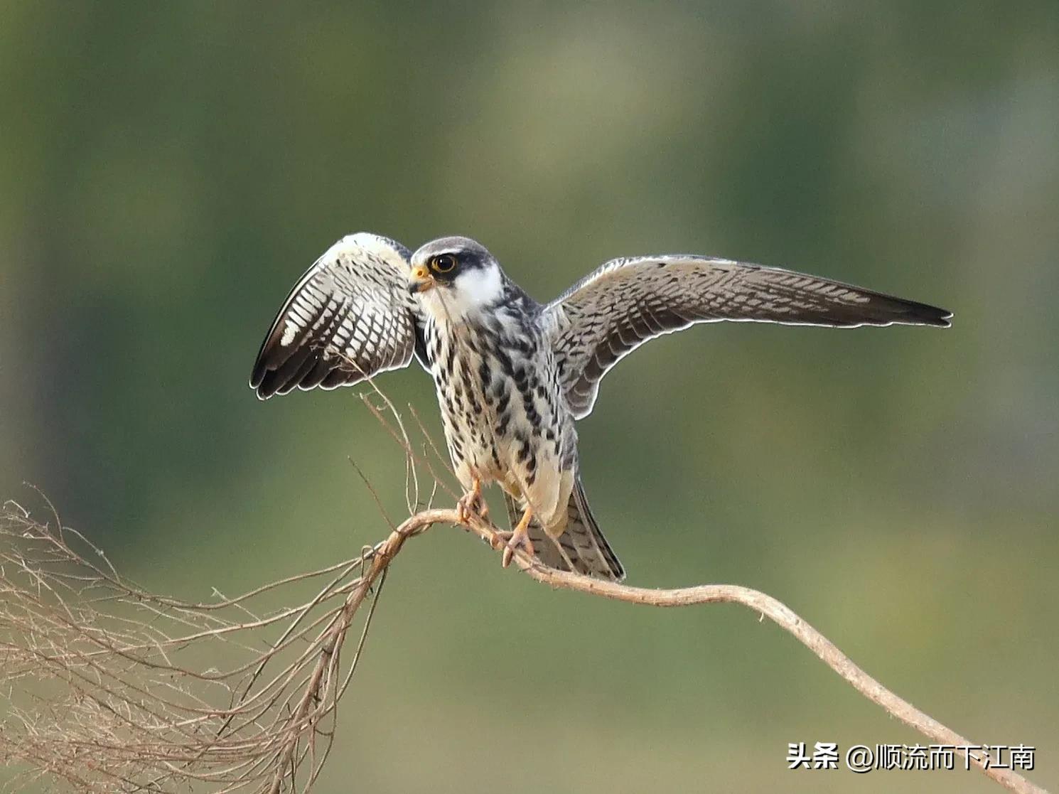 红脚隼叫声,红脚隼