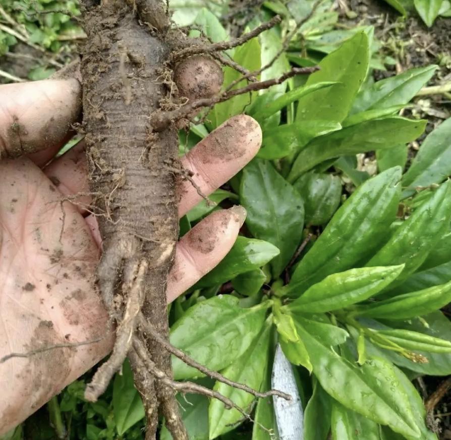 挖出一棵150年以上的老山参,挖出最大的野山参