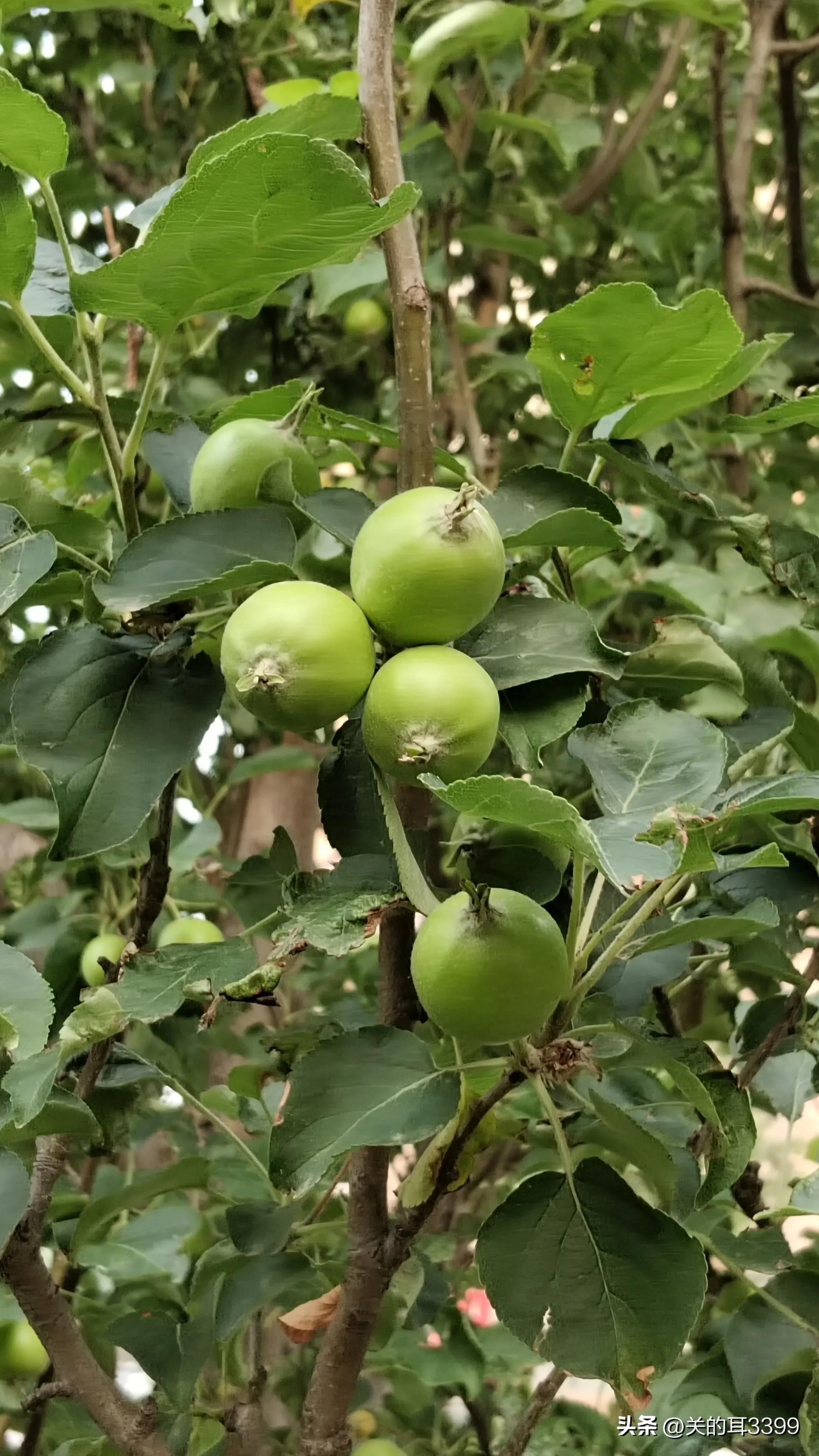 北塘新宜家园,北塘新房板块