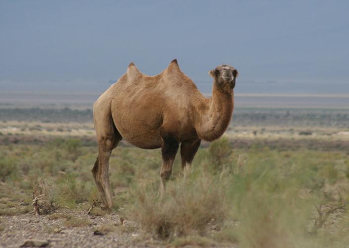 野公驼和家母驼要搞跨属恋爱，牧主却棒打鸳鸯，究竟为什么？