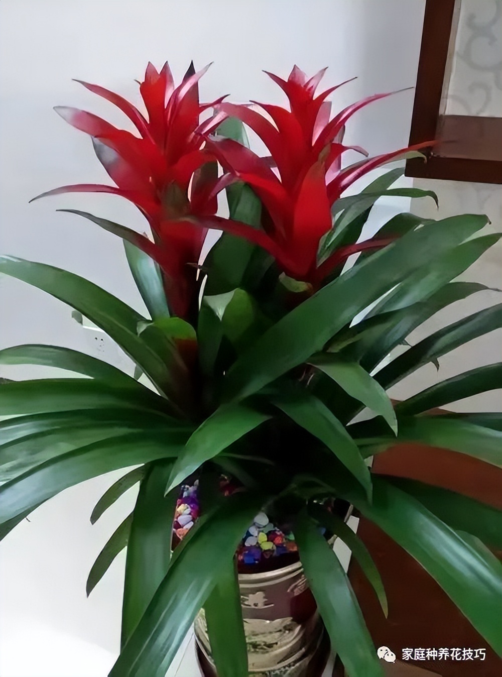 最漂亮的懒人花草,20种懒人花草阳台客厅必备