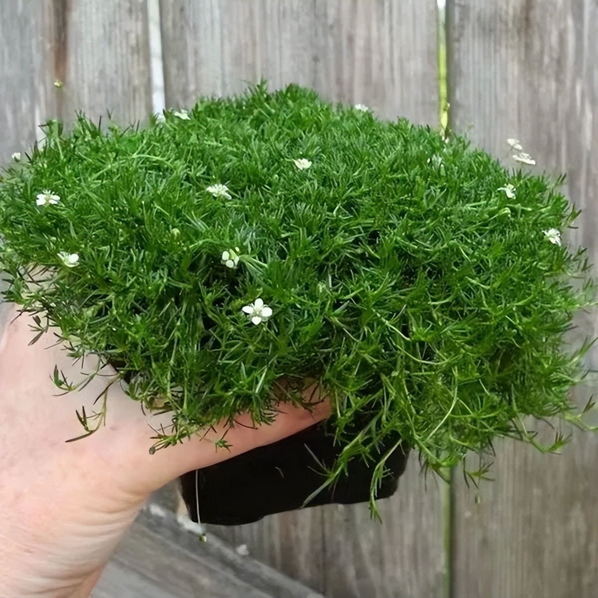 爱尔兰珍珠草盆栽,爱尔兰珍珠草的繁殖养护