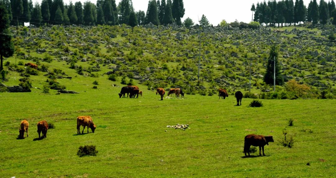 重庆石柱一日游冬季最佳景点,重庆人游重庆惠民活动