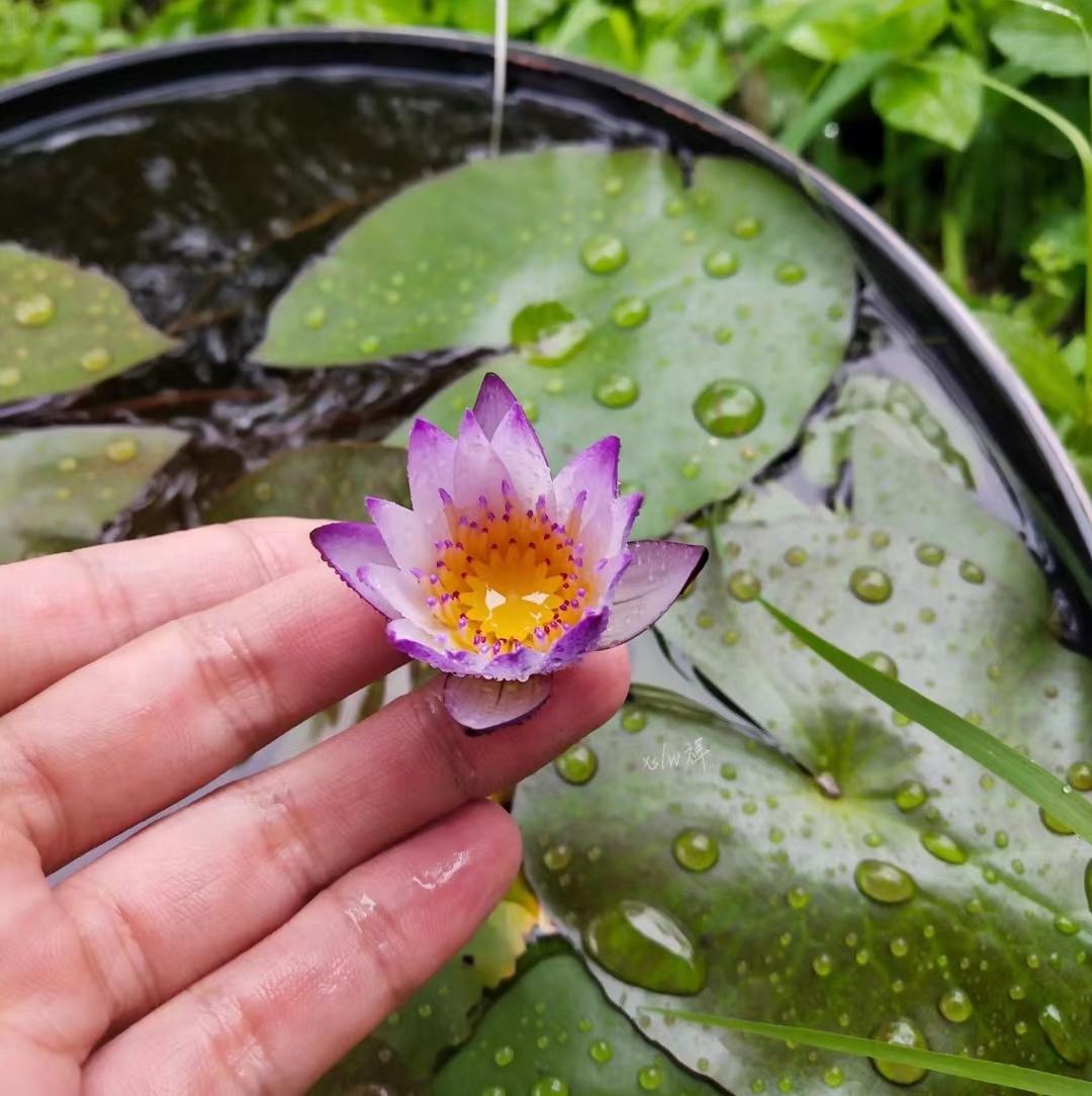 95后广东小伙痴迷睡莲育种,95后小伙痴迷睡莲育种