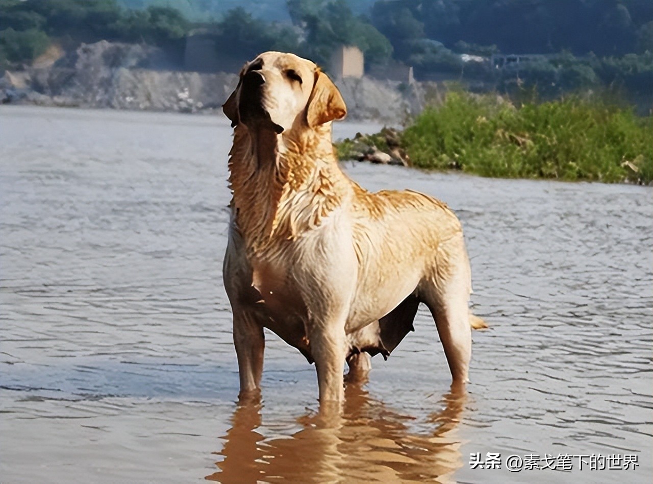 男子捡400只流浪狗,四川男子从路边捡来黑狗完整版