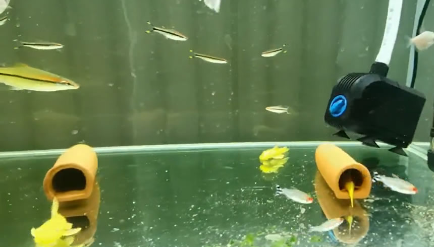 新手养鱼品种多怎么混养,新手养鱼可以多品种混养吗