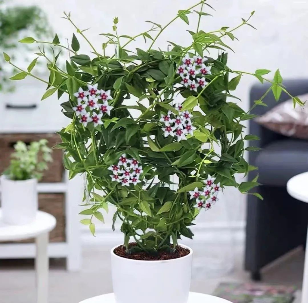 最好养的爬藤类绿植,室内爬藤绿植什么最好养