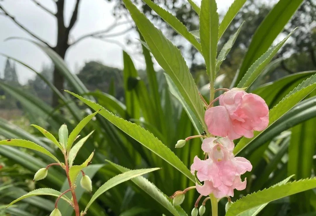 指甲花的图片和特征,干净耐看短指甲花