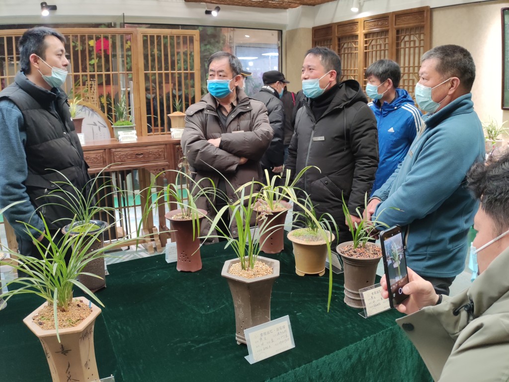 “金陵兰汇”兰花馆于江宁湖东29盛大开业,香飘四溢