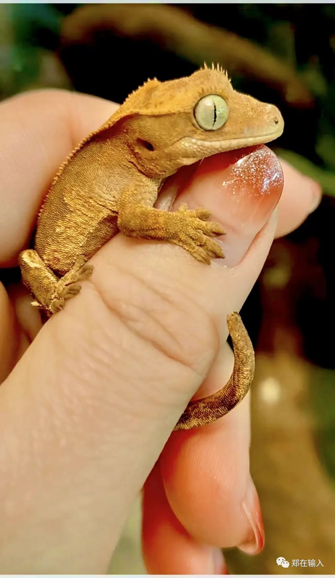 黄河路服装市场里有美人鱼？