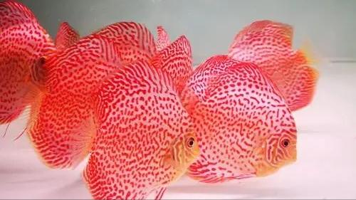 七彩神仙鱼繁殖期间可以喂食吗,七彩神仙鱼繁殖卵需要下什么药