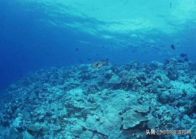 海底到底有多深带你进入10000米,海洋到底有多深海底藏着什么