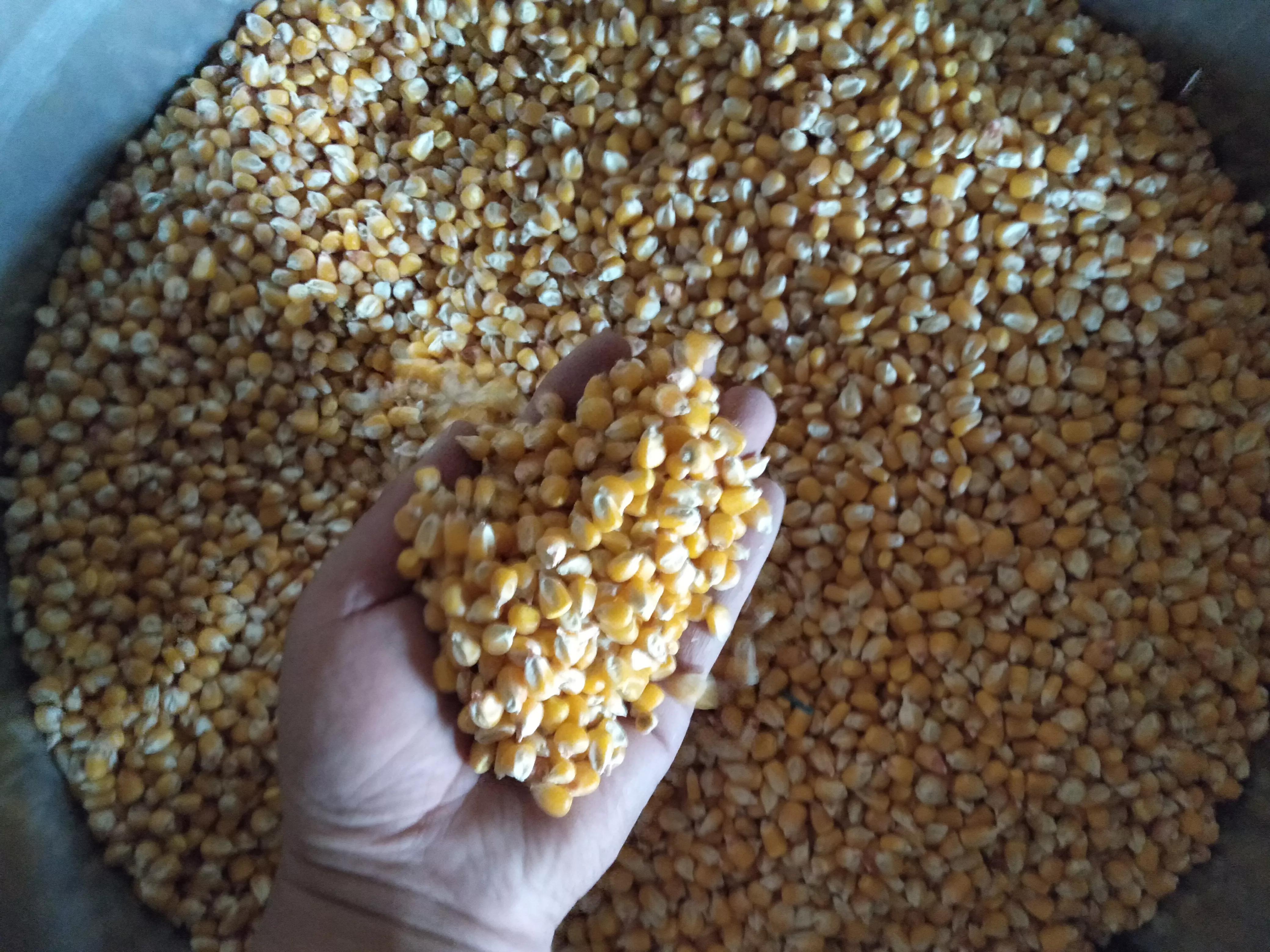 现在的羊价养羊还能赚钱吗,现在养羊什么羊价格好