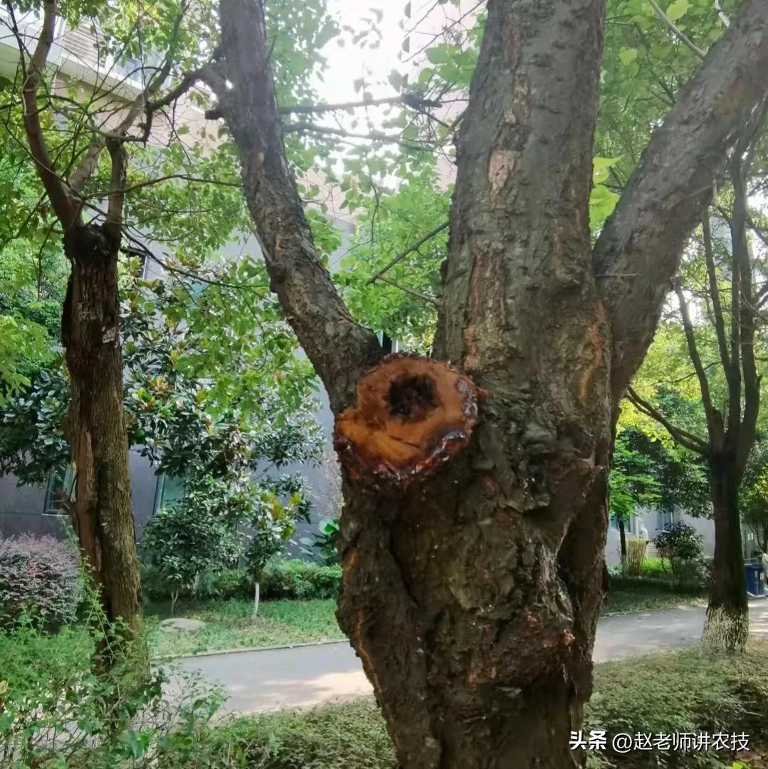 樱桃树伤口多久可以愈合,樱桃树如何快速愈合伤口