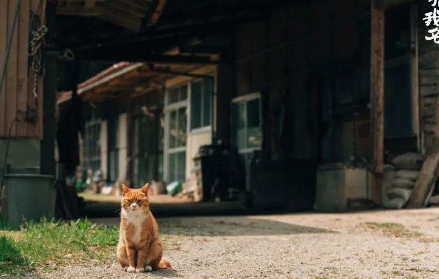 往返福岛11年，他拍下*污染核**区被遗弃的数百个毛孩子故事