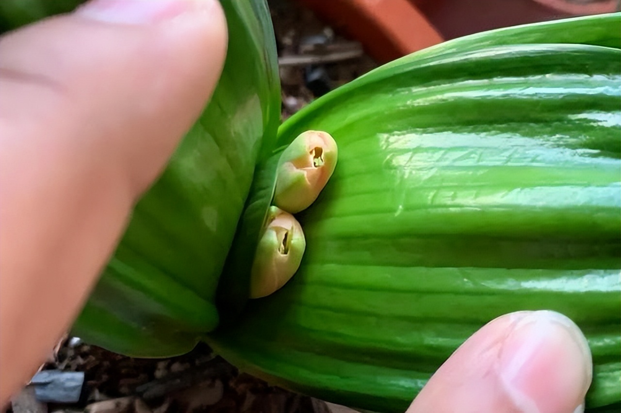 君子兰怎么养才能又大又肥,养君子兰花技巧视频大全