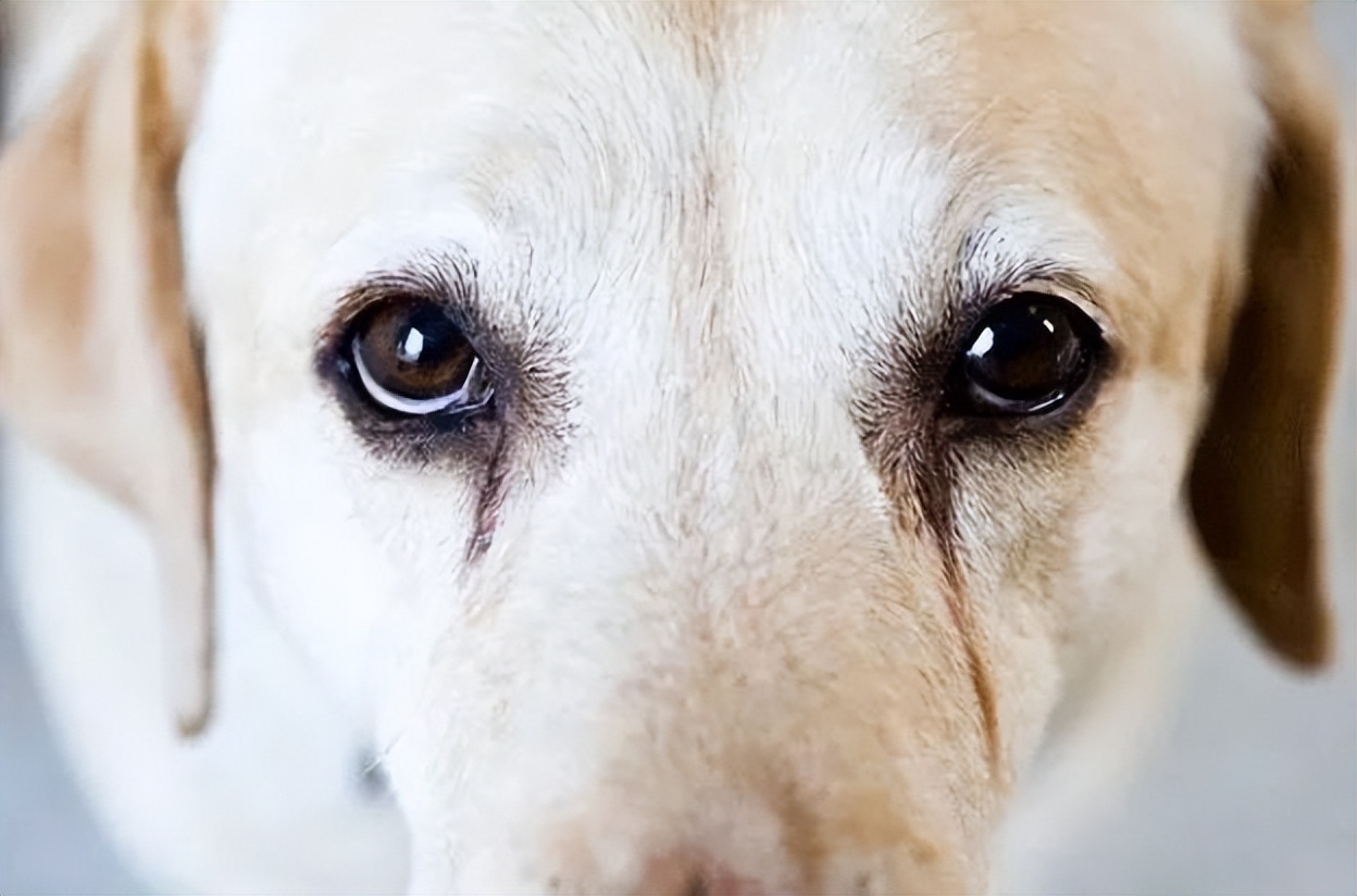 狗狗泪痕的原因,狗狗上火泪痕重什么原因