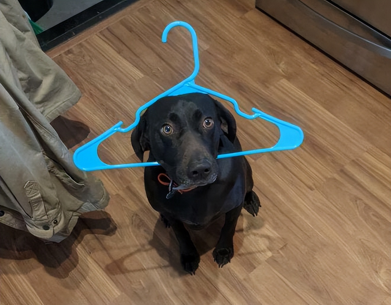 十种非常反骨的狗,狗狗反骨是什么原因