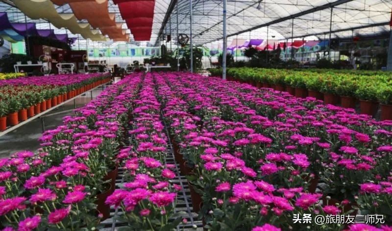 佛山江门广州旅游攻略,佛山去江门旅游攻略