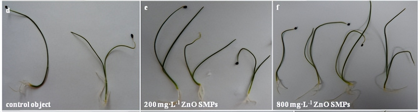 氧化锌在饲料里的作用,氧化锌纳米材料的制备
