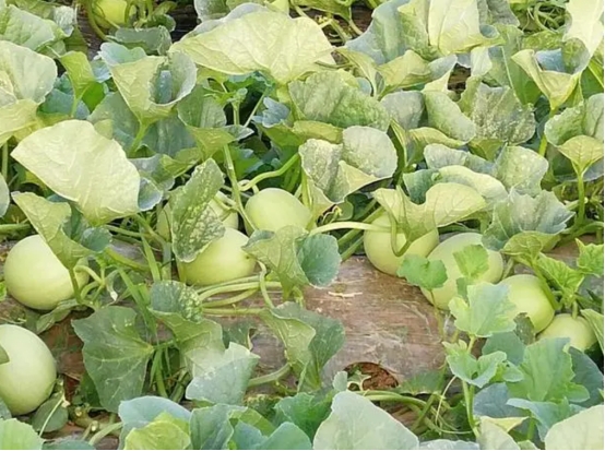 买西瓜甜瓜的正确方法,甜瓜怎么挑选