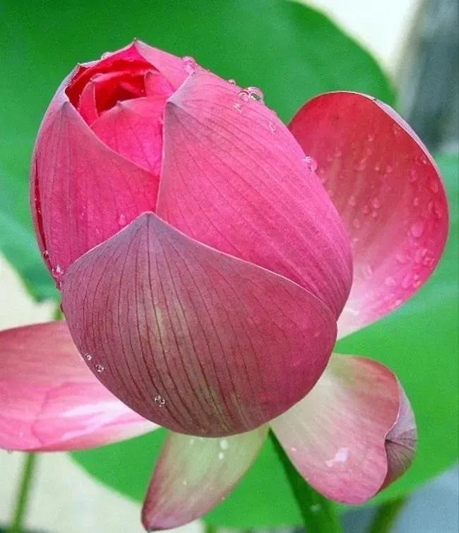 无穷莲叶，精彩纷呈