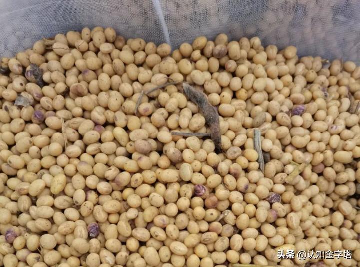 美国怎样种大豆,美国大豆陷阱