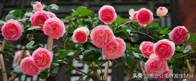 我爱月季花完整版,我爱月季花300字作文