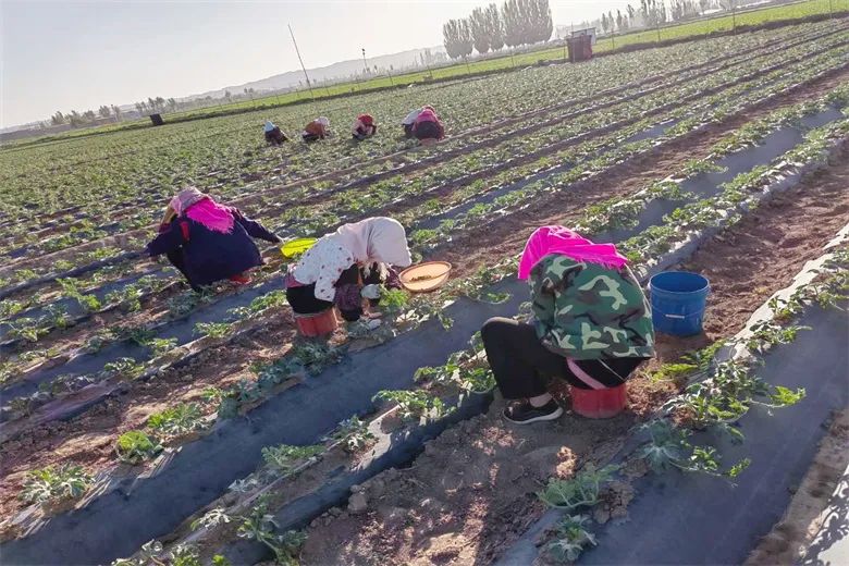 鎵撳ソ鑾茶棔缁忔祹鐗屽康濂戒骇涓氬瘜姘戠粡,楂樺彴鍒剁浜т笟淇冨啘澧炴敹