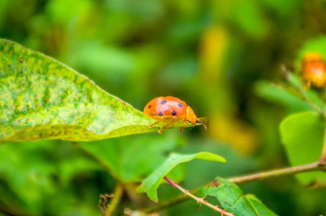 圳、倜、侈，这些字“离婚”后，你还认识吗？