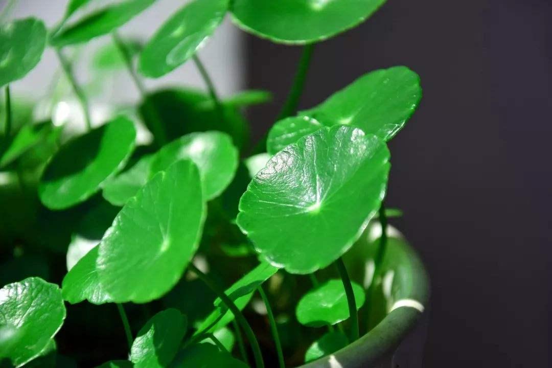 铜钱草又小又细怎么养护,怎么把铜钱草养得又大又绿