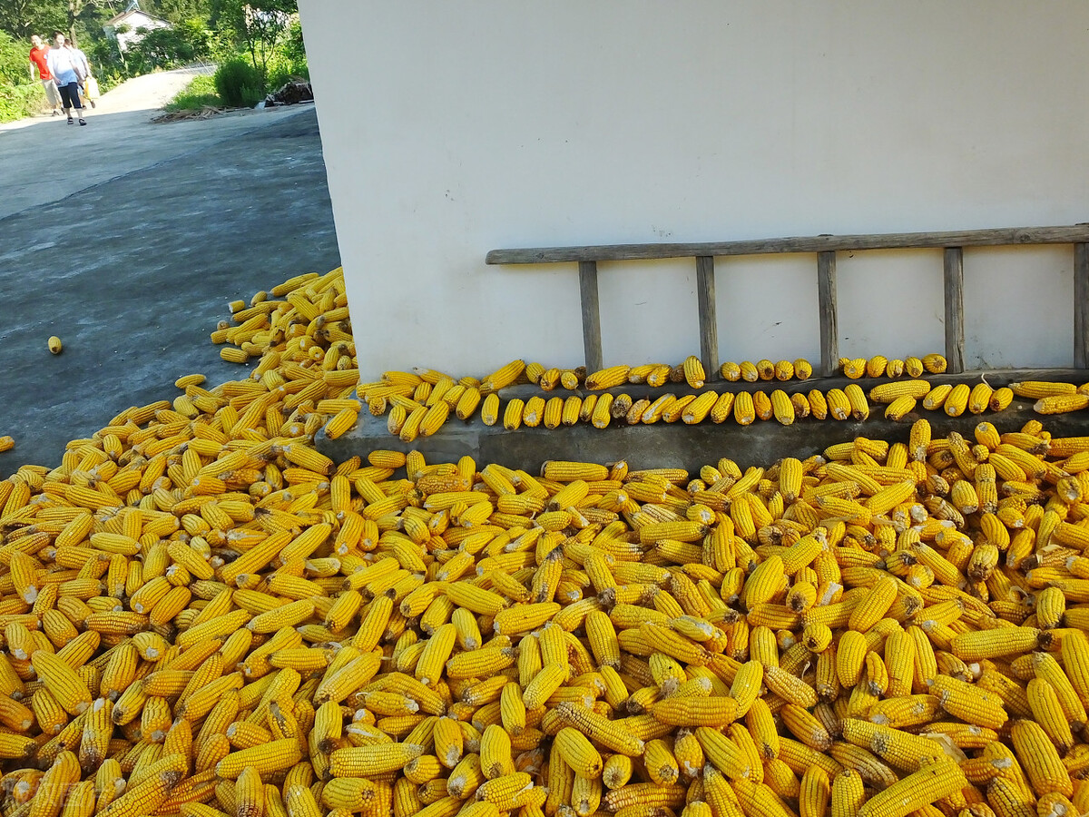 国际油价暴跌国内油价或第3次调,国内油价或将大幅调整原因