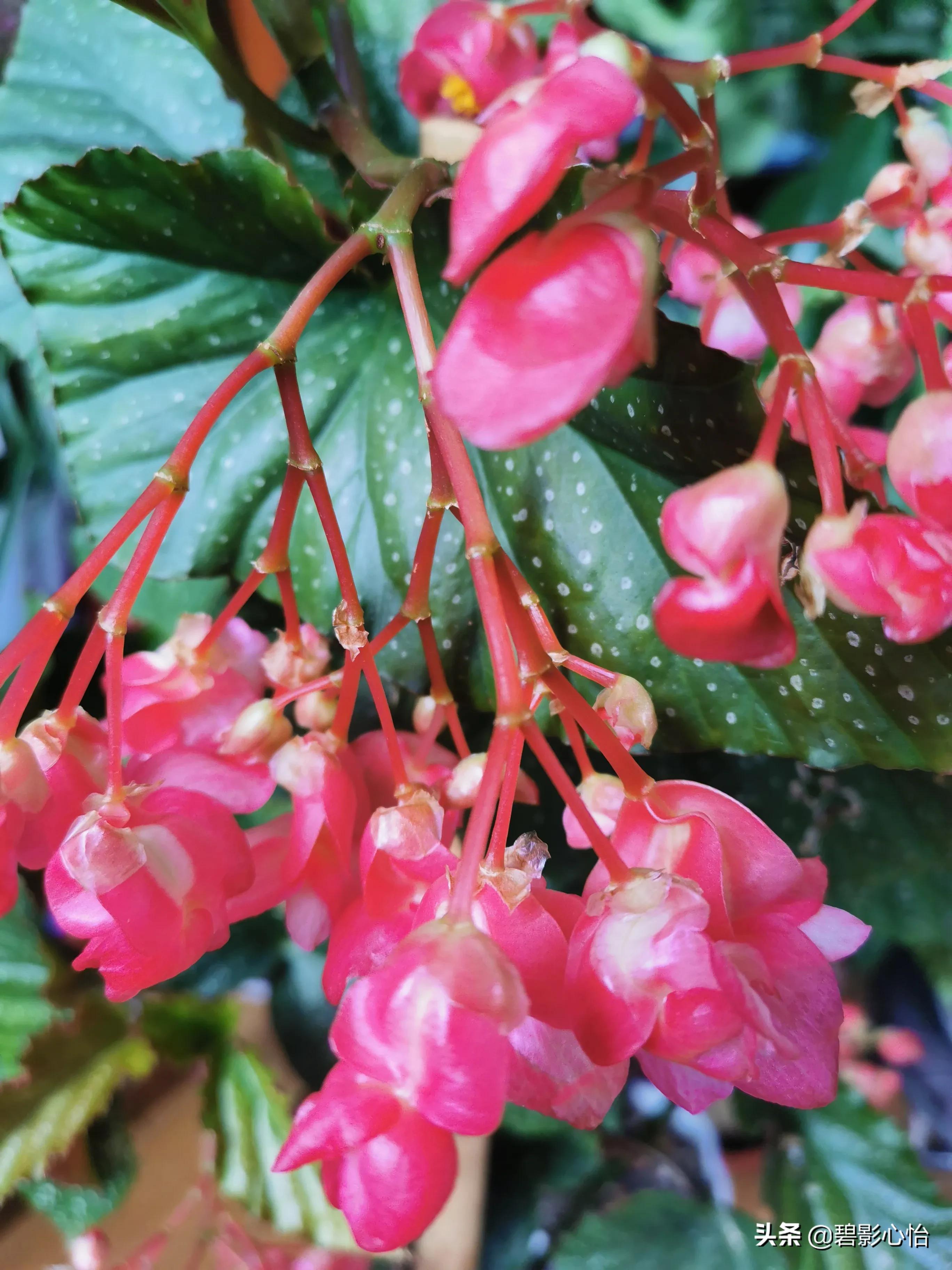 竹节海棠怎么养又粗又壮,竹节海棠怎么养叶片又宽又大