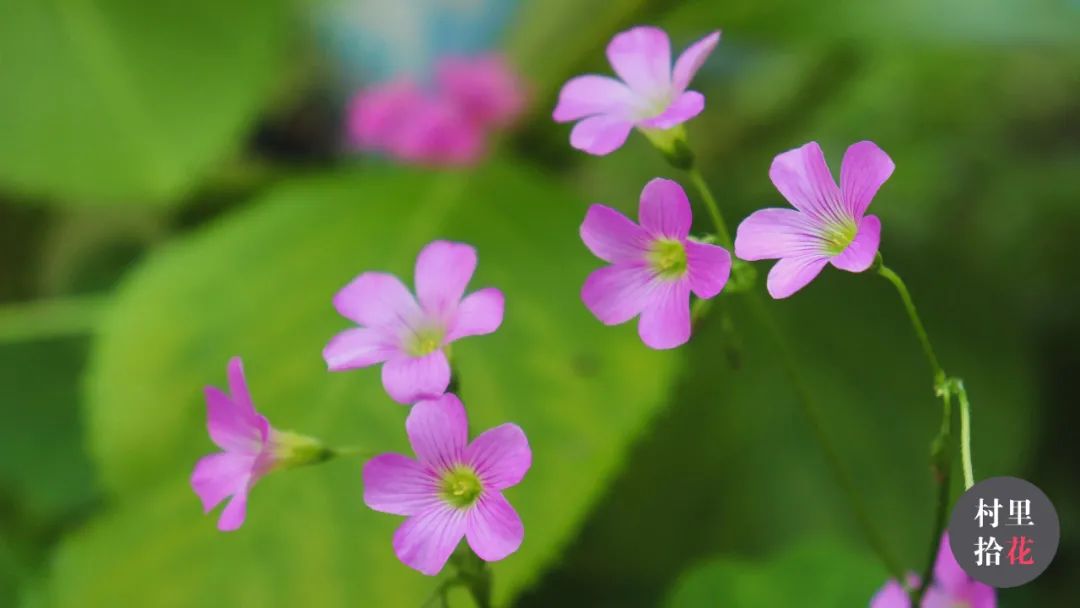 红花酢浆草简介,红花酢浆草喜欢酸性还是碱性土壤