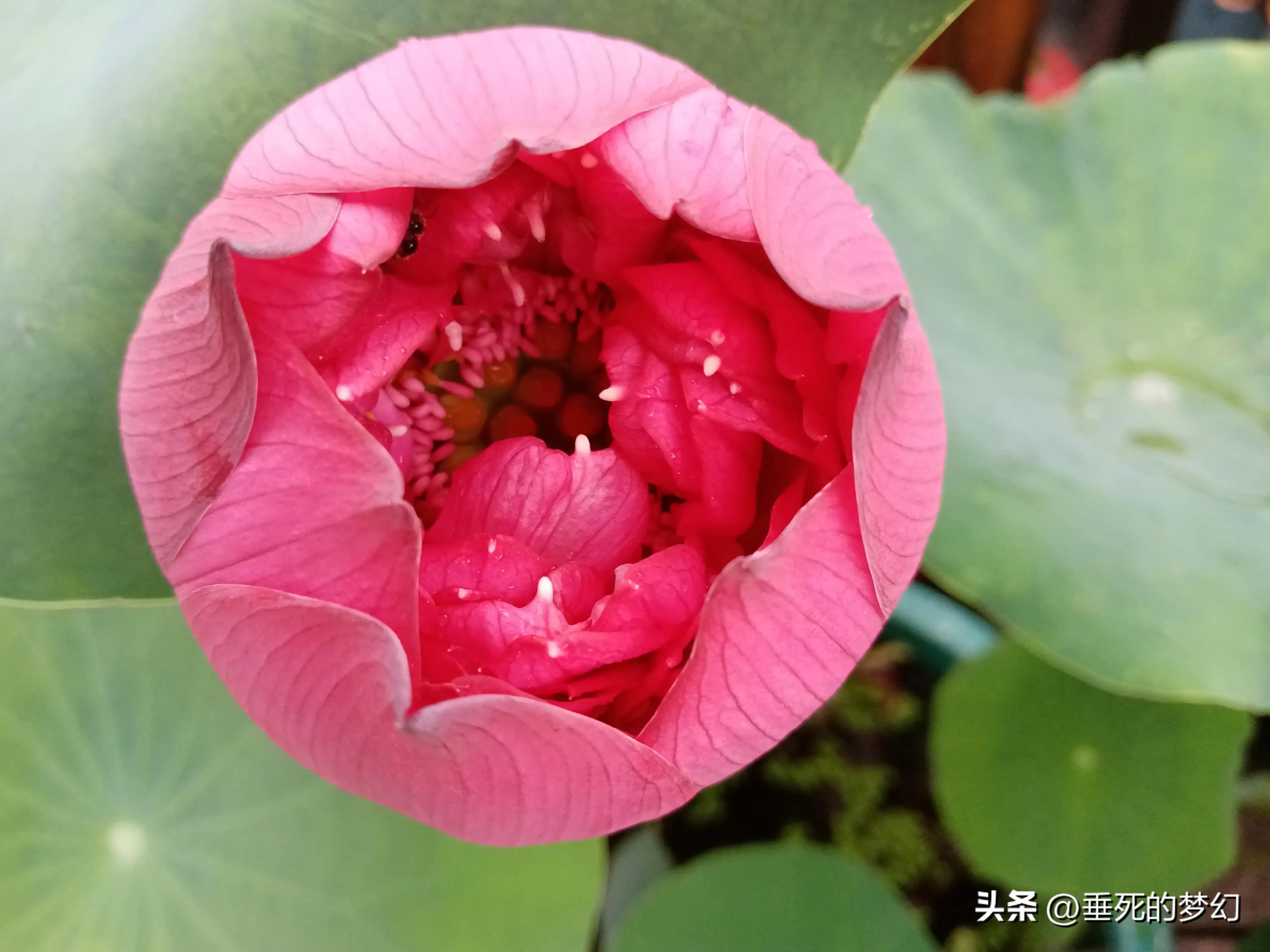烟雨荷花情,荷花雨中