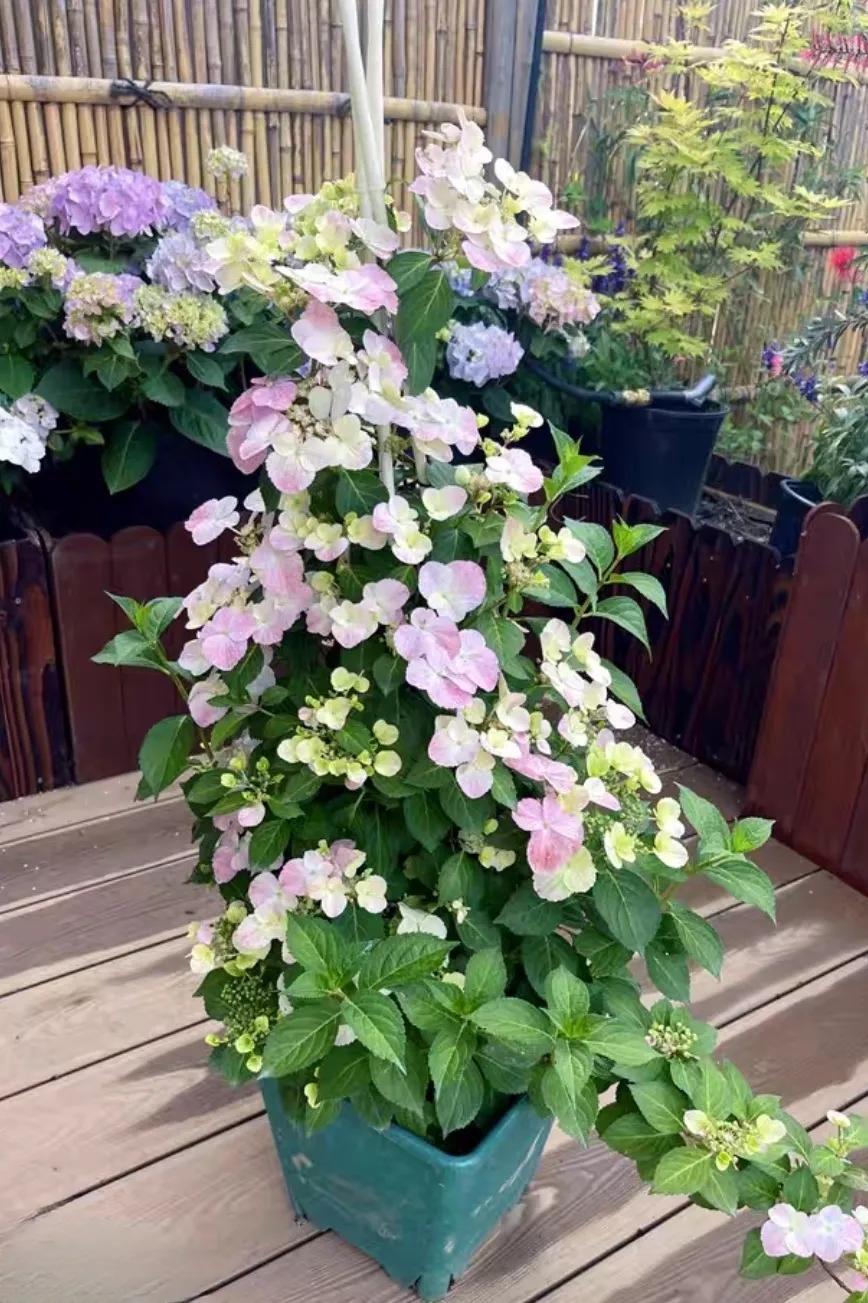 绣球花粉色落跑新娘能不能调色,落跑新娘绣球花爆花效果