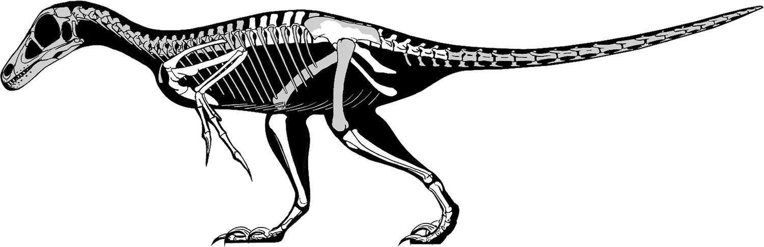 兽脚类恐龙的种类,raptor猛禽恐龙