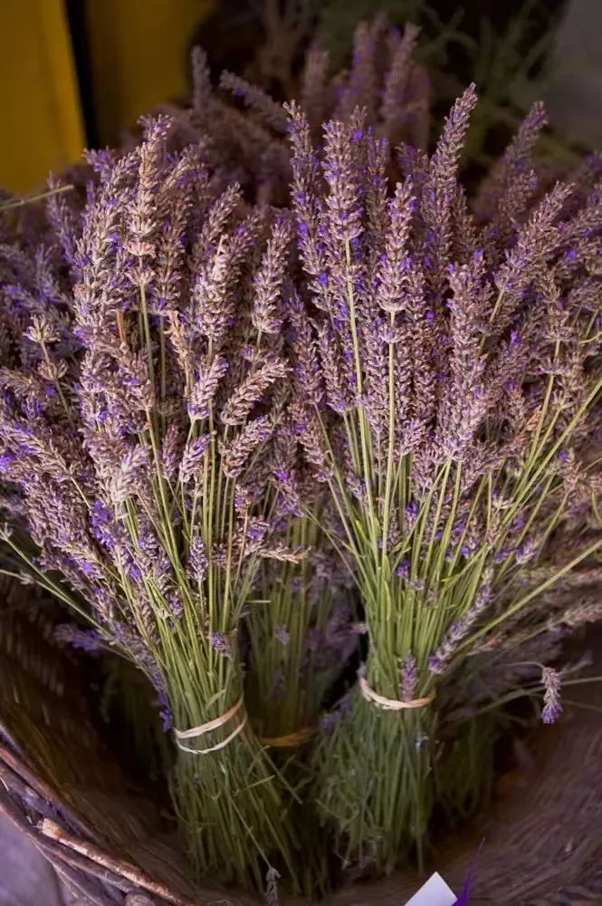 薰衣草，永不褪色的真爱，永不落幕的浪漫｜No.00162