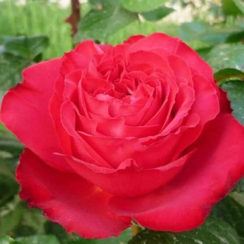 月季品种醉花,月季品种大全及图片欣赏