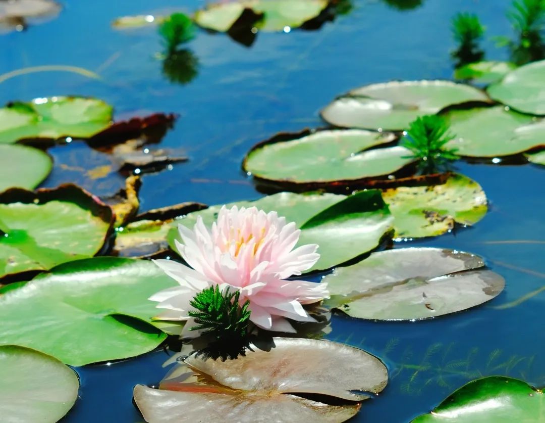 小暑已至！夏日顶流登场，一池荷风，满院莲香，惊艳了整个夏天！
