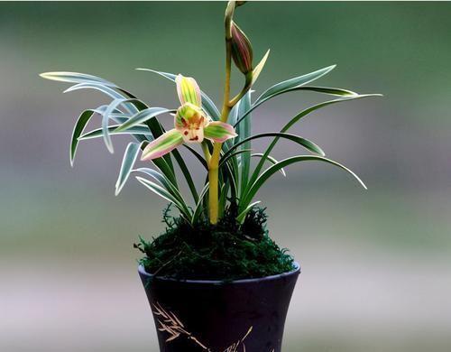 矮种金边兰花精品,好养又香又便宜的金边兰花品种