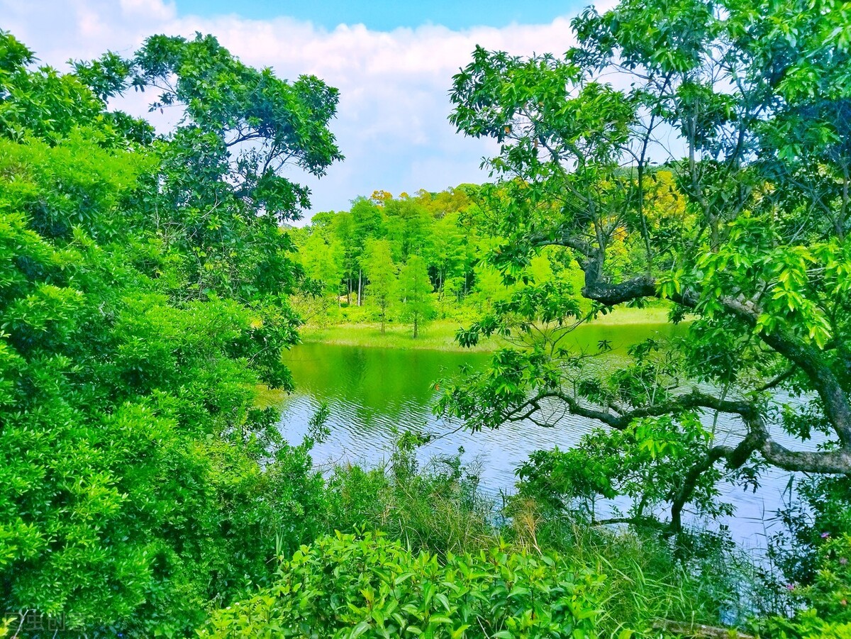 周末森林公园推荐深圳宝安,深圳森林公园登上山顶看美景