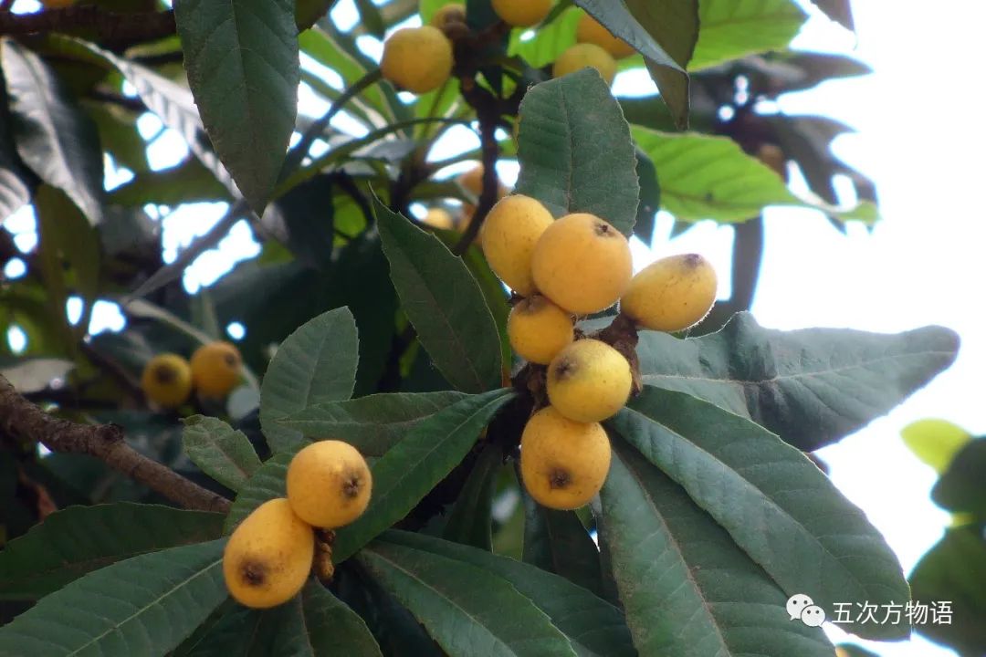 蔷薇科水果是什么,蔷薇亚科著名水果