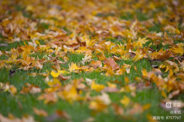 暮秋雅阁微刊第十八期