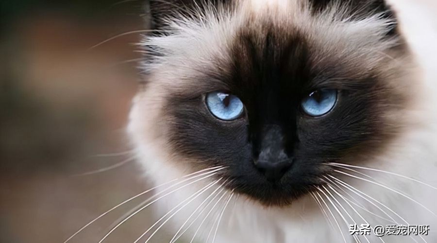 猫咪品种大全及图片,猫咪品种大全视频