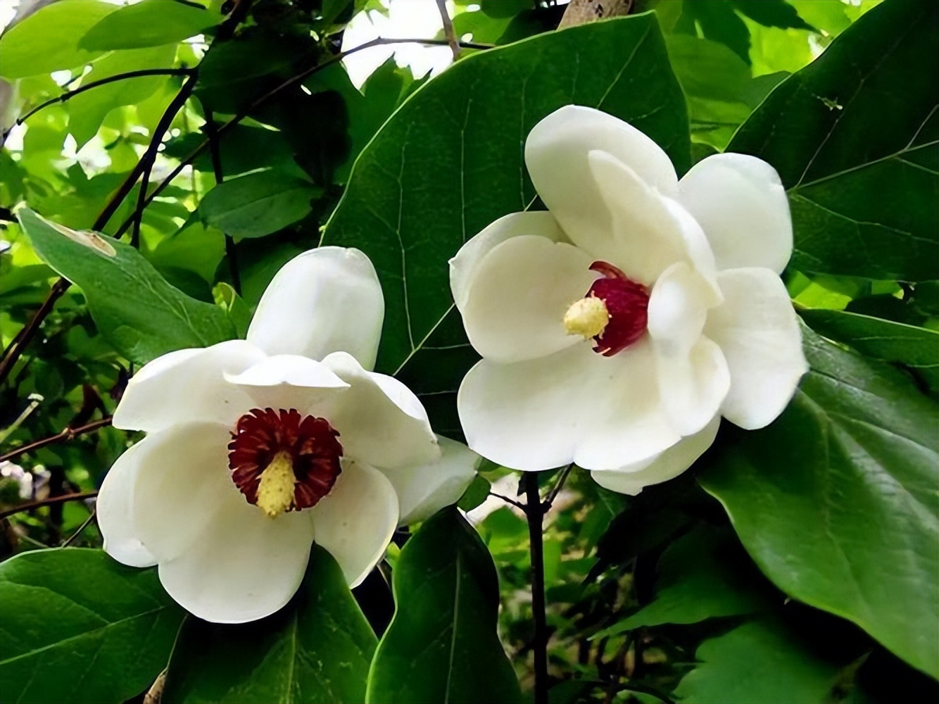 白色花朵有香味的花,白色的花朵有哪些