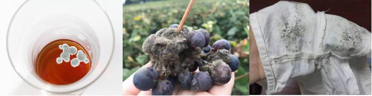 不含防腐剂的东西一定更健康吗,黑麦全麦面包不含防腐剂