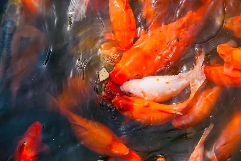 杭州西湖大雪纷飞,杭州西湖风景名胜区