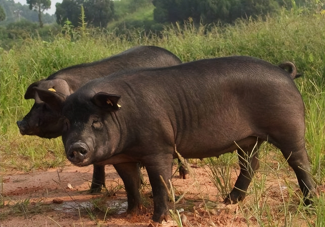 人类历史中没发生过战争的有几年,苏德战争人类历史上最惨烈的战争